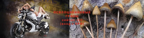 прущие грибы Белоозёрский